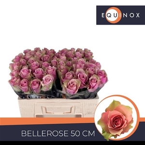 R Gr Belle Rose Extra Equinox