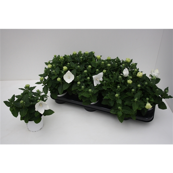 <h4>Platycodon Grandiflorus 'Astra White'</h4>