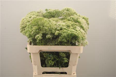 <h4>Trach White Screen</h4>