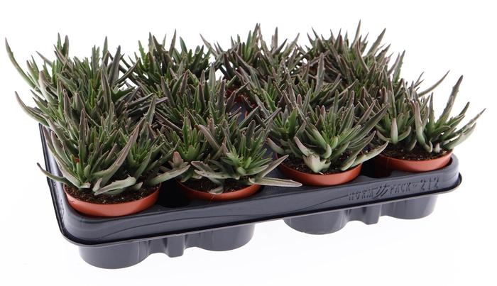 <h4>Kalanchoe NF   ...</h4>