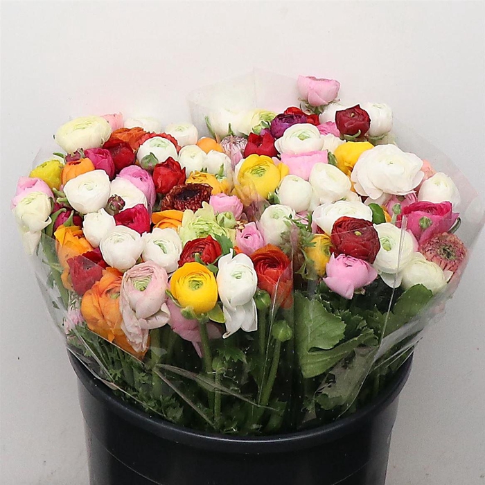 <h4>Ran El Mix In Bunch</h4>