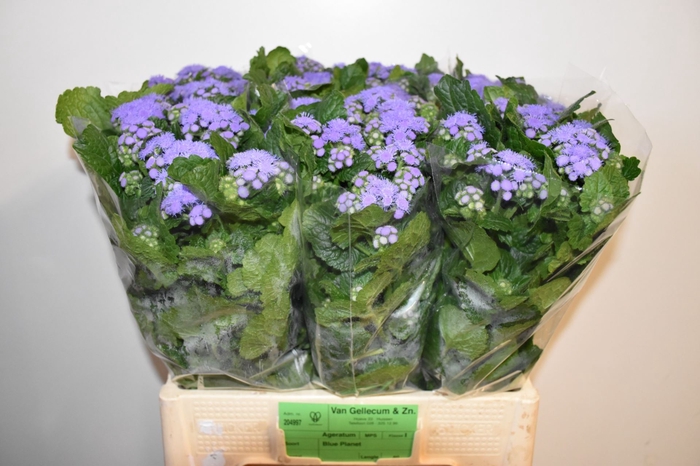 <h4>Ageratum Blue Planet</h4>