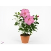HIBISCUS M EXT PINK