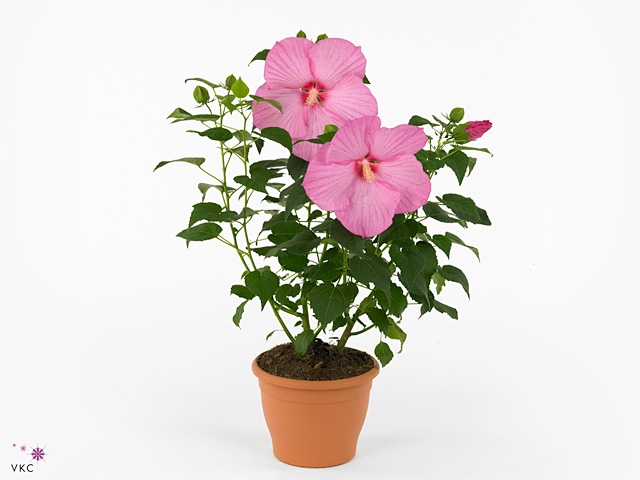 HIBISCUS M EXT PINK