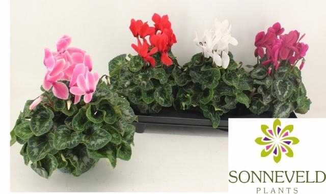 <h4>CYCL GR SUP XL</h4>