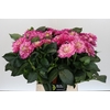 Dahlia Annamarie