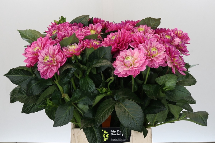Dahlia Annamarie