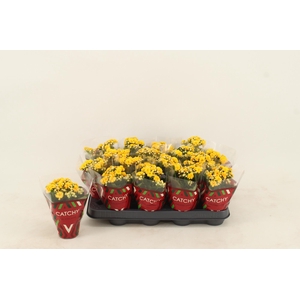 Kalanchoe Double Yellow