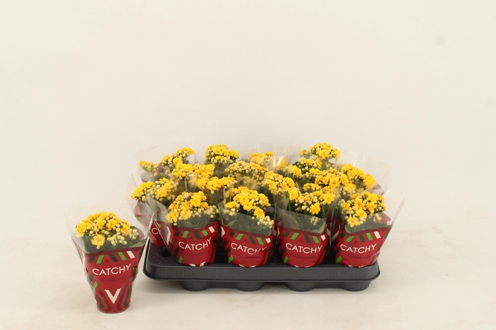 <h4>Kalanchoe Double Yellow</h4>