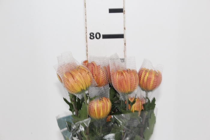 <h4>ANASTASIA DARK FUEGO 080 CM</h4>