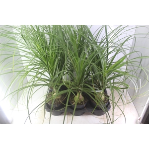 BEAUCARNEA P17