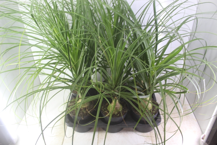 <h4>BEAUCARNEA P17</h4>