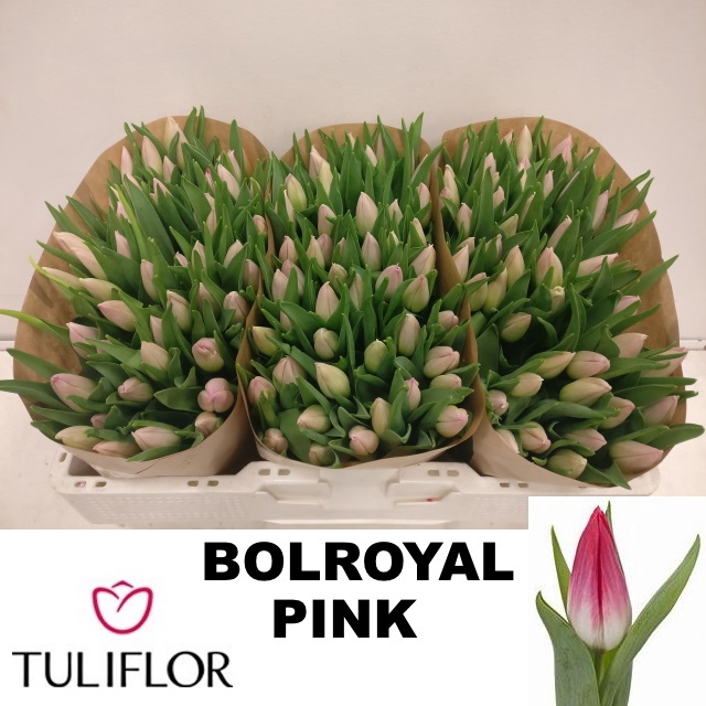 <h4>TU EN BOLROYAL PINK</h4>