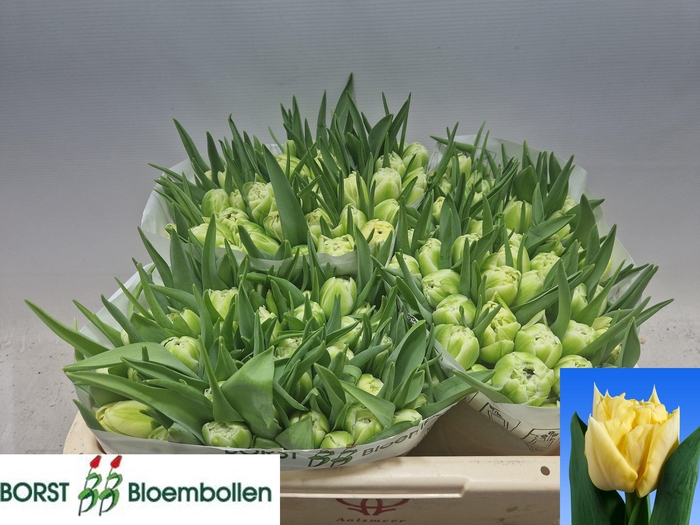 <h4>TU DU AVANT GARDE</h4>