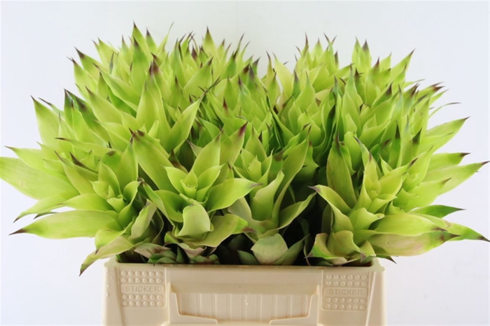 <h4>Bromelia Emerald</h4>