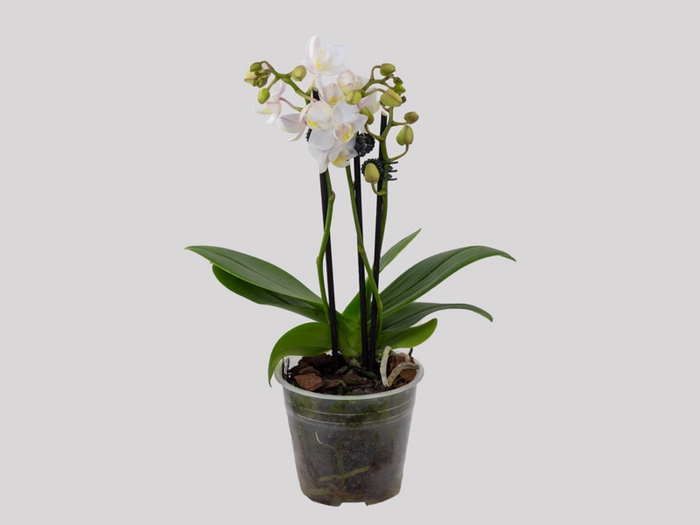 <h4>PHALAENOPSIS MINI P09 BRANCO 3 HT</h4>