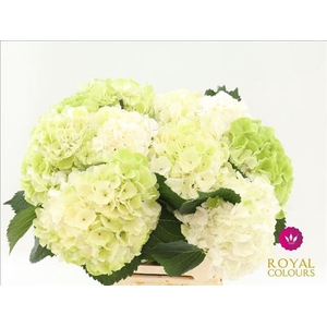 Hydrangea macrophylla White Verenal (classic)