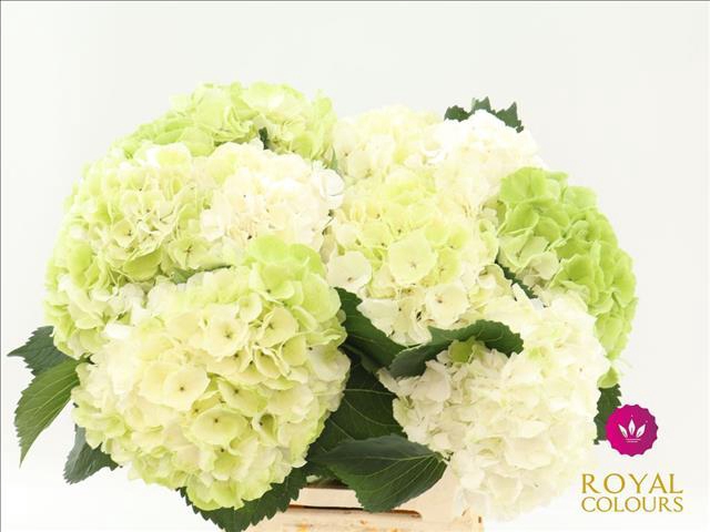 <h4>Hydrangea macrophylla White Verenal (classic)</h4>