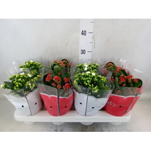 Kalanchoe blos.   ..rosebud mix  2