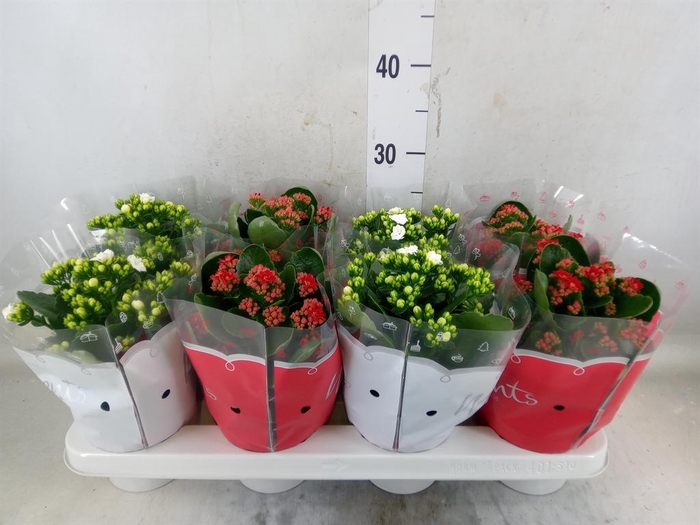 <h4>Kalanchoe blos.   ..rosebud mix  2</h4>