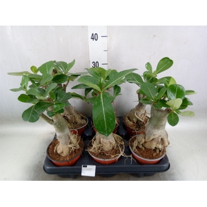 Adenium obesum
