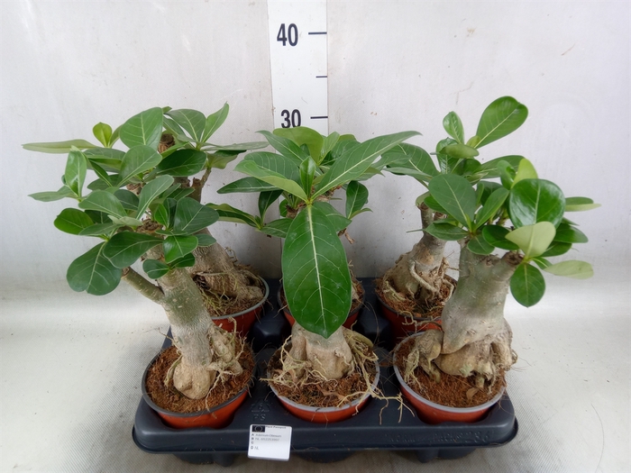 <h4>Adenium obesum</h4>