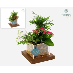 Acryl LED bakje met arrangement