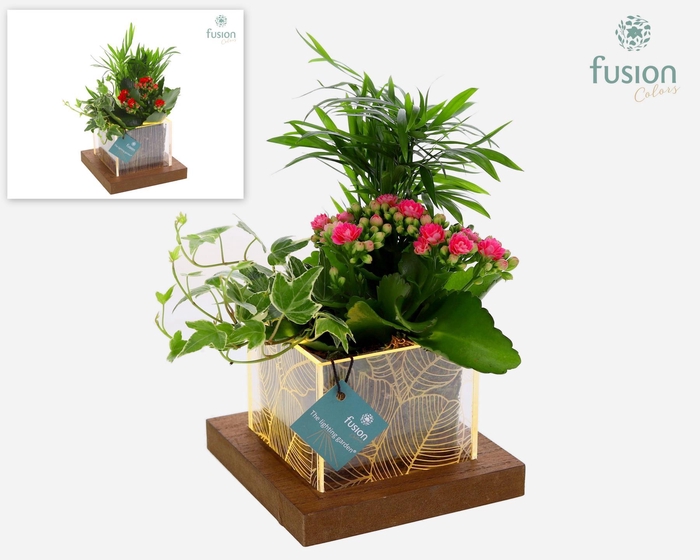 <h4>Acryl LED bakje met arrangement</h4>