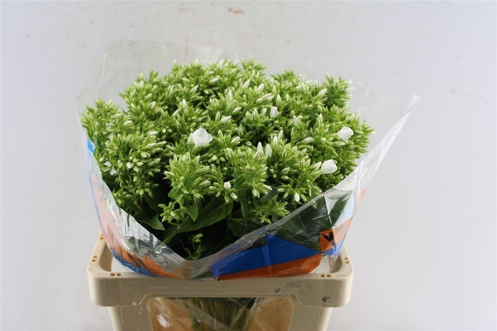 <h4>Phlox Whitecap</h4>
