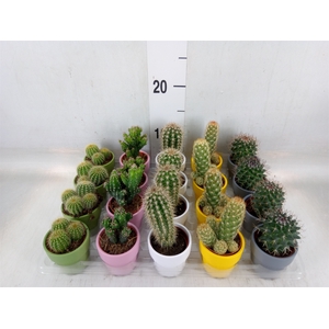 Cactus   ...mix  5