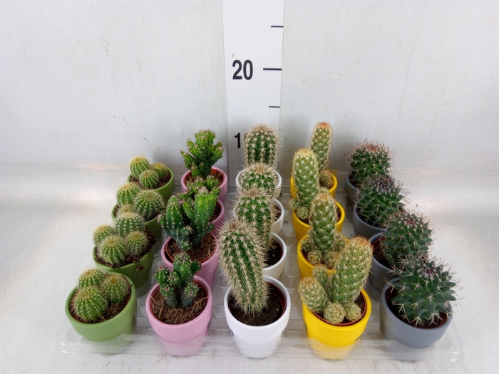 <h4>Cactus   ...mix  5</h4>