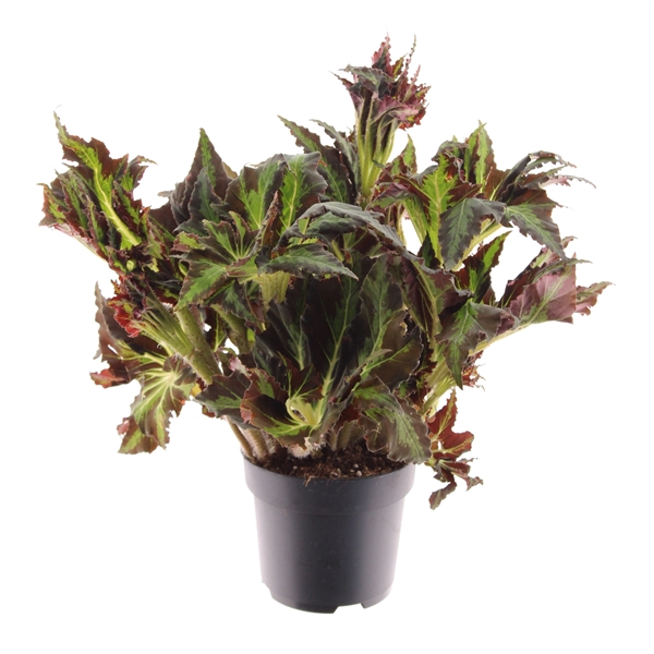 Begonia heracleifolia Vampire