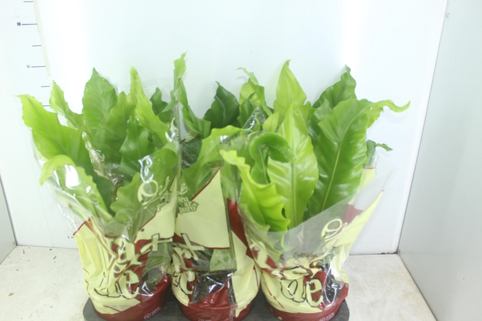 <h4>ASPLENIUM NIDUS P20</h4>