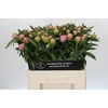 Paeonia Monsieur Jules Elie