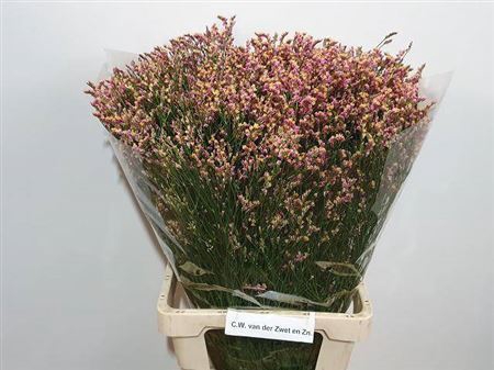 <h4>Limonium sinense 'Divine Diamond'</h4>