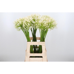 Agapanthus Umbellatus Album