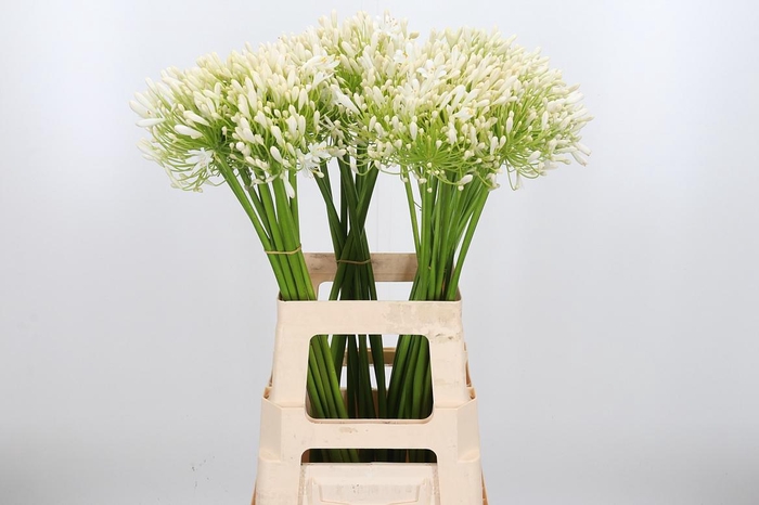 <h4>Agapanthus Umbellatus Album</h4>