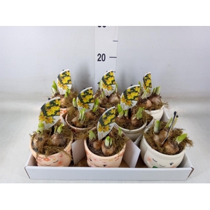 Arr.  Narcissus Tete Tete H%