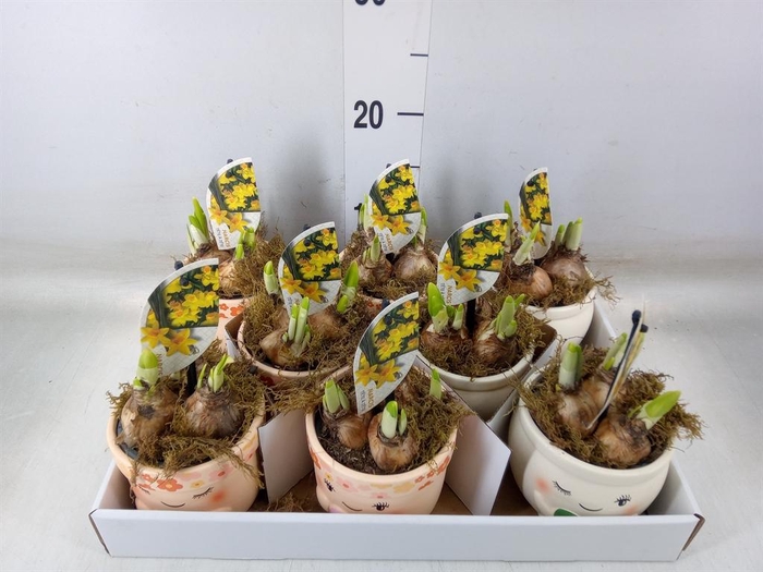 <h4>Arr.  Narcissus Tete Tete H%</h4>