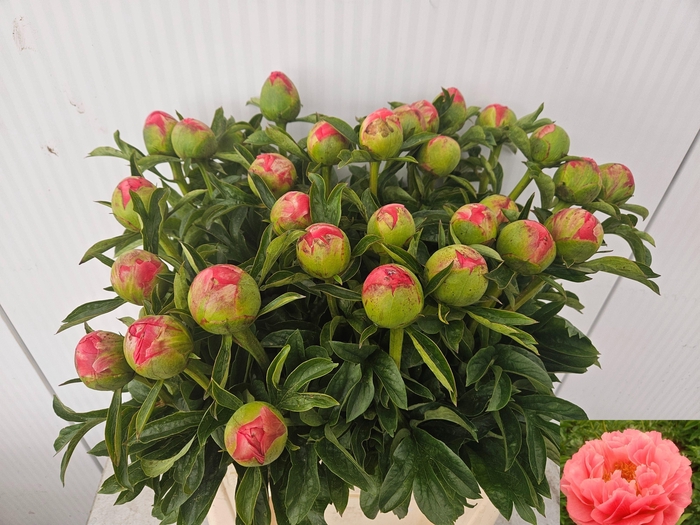 <h4>PAEO CORAL SUNSET</h4>