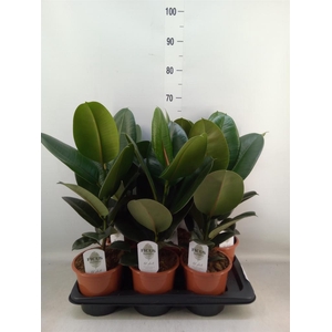 Ficus elastica 'Robusta'