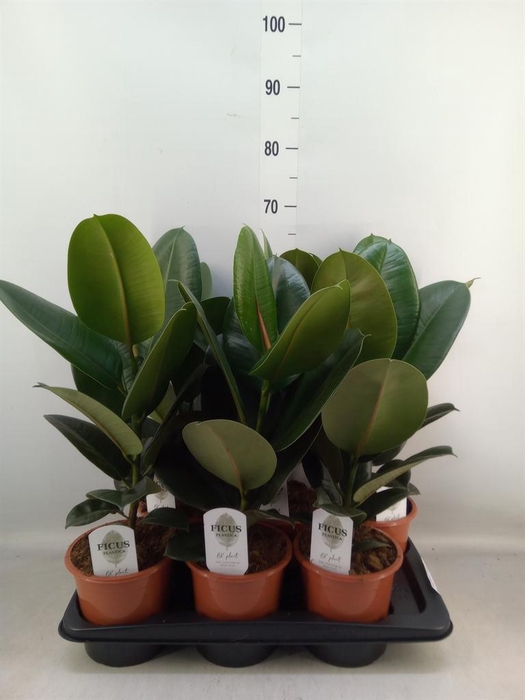 <h4>Ficus elastica 'Robusta'</h4>