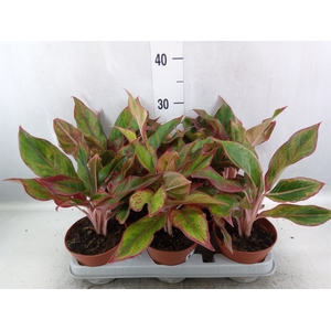 Aglaonema  'Crete'