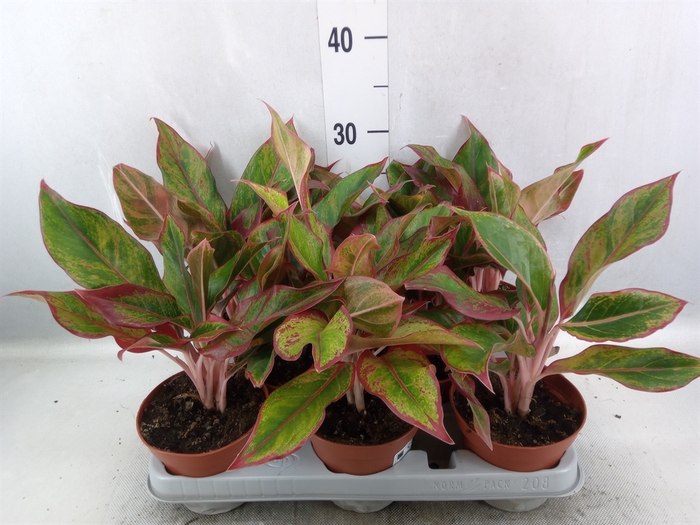 Aglaonema  'Crete'