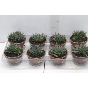 ALOE ARISTATA C13