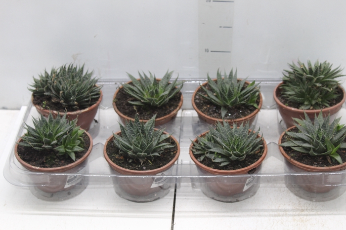 <h4>ALOE ARISTATA C13</h4>