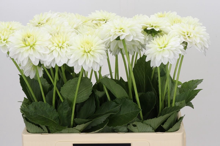 <h4>Dahlia Snow Cap</h4>