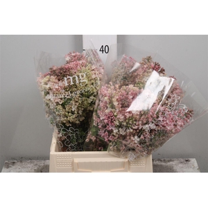 Syr Hy Maidens Blush 2+