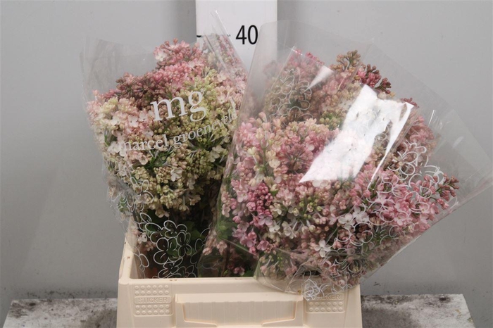 <h4>Syr Hy Maidens Blush 2+</h4>