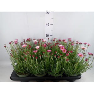 Rhodanthemum hosm. 'Zagora Pink'